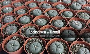 All products from soil mix for cactus category are shipped worldwide with no additional fees. Lophophora Williamsii Peyote Gaiana