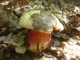 Satansrohrling Satanspilz Teufelspilz Rubroboletus Satanas Syn Boletus Satanas
