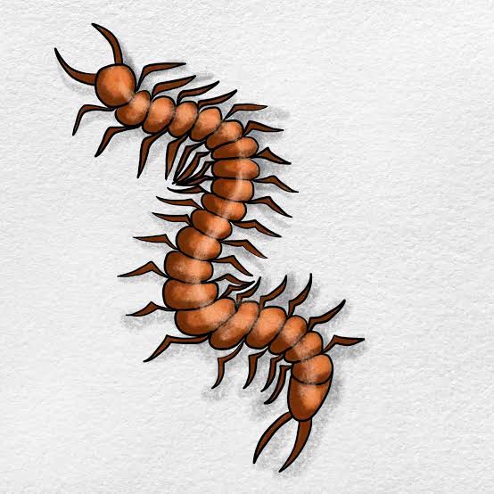 How to Draw A Centipede - HelloArtsy