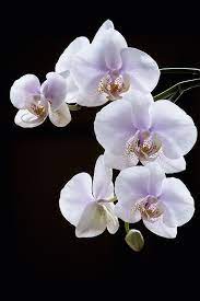 Orchid Branch By Daykiney Deviantart Com On Deviantart Orchid Flower Rare Flowers Orchid Photography