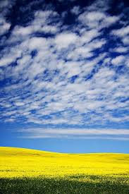 You Ll Remember Me When The West Wind Blows Fields Of Gold Fields Of Gold Beautiful Sky Canola Field
