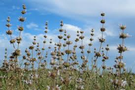 View 219 homes for sale in palos verdes peninsula, ca at a median listing price of $2,524,400. 472 Verdes Peninsula Photos Free Royalty Free Stock Photos From Dreamstime