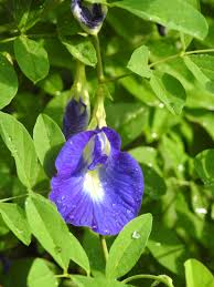 <em>Clitoria ternatea</em>