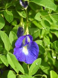 The veilchenblau rose is a very popular climbing rose, which flowers early in the growing season. Clitoria Ternatea Wikipedia