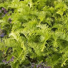 Image result for Polycarpaea prostratum