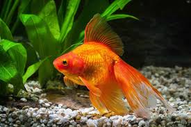 Platy Fish 101: Complete Detailed Care Guide | 2024 Updated