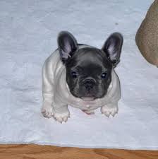 Find the perfect french bulldog puppy for sale in minnesota, mn at puppyfind.com. Harleyville French Bulldogs Home Facebook