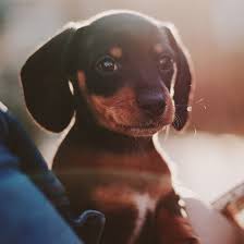 How much does a dachshund puppie cost? 1 Dachshund Puppies For Sale In Texas Uptown Puppies