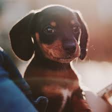 Dachshund puppies for sale in texas. 1 Dachshund Puppies For Sale In Texas Uptown Puppies
