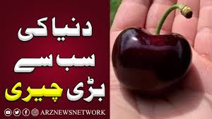 Check spelling or type a new query. This Is The Biggest Cherry In The World Guinness World Record Youtube