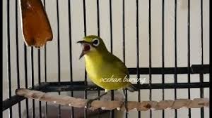 Maybe you would like to learn more about one of these? Suka Kicauan Cek Harga Burung Pleci Bakalan Gacor Terbaru 2021