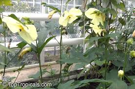 Image result for Gossypium