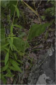 Image result for Zygotritonia