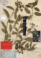 Image result for Clerodendrum formicarum