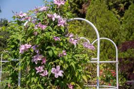 Image result for Clematis pulchra
