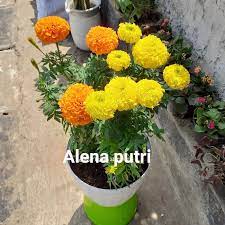 Maybe you would like to learn more about one of these? Tanaman Bunga Marigold Pot Putih Cantik Lazada Indonesia
