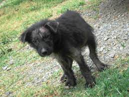 Dog and cat adoption in maine sort by: No Kill Policies Slowly Killing Animals Peta