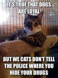 I Aint No Snitch Funny Memes Video Gifs Pics Lol Interesting Funny Animal Pictures Cute Animals Cat Quotes