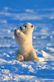 This Is What A Baby Polar Bear Looks Like Cute Baby Animals Animals Beautiful Cute Animal Pictures