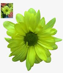 Discover free hd flower png images. Daisy Transparent Png Green Daisy Flower Png Transparent Png 848x942 Free Download On Nicepng