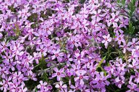 Phlox Phlox Flowers Creeping Phlox Plants