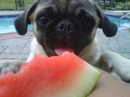 7 can puppies eat watermelon? Can Dogs Eat Watermelon
