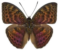 Image result for Hypselodelphys scandens