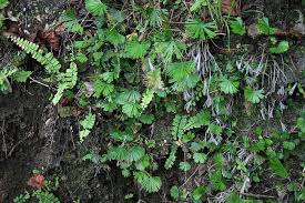 Image result for Actiniopteris radiata