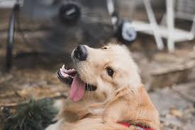 My small dog has had diarrhea for a week now. Warning Signs Of Dehydration In Dogs American Kennel Club