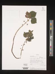 Image result for Pilea johnstonii