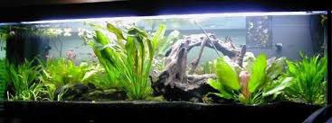 Bac Amazonien Aquariums De Veronique Eaux Douces Aquariums Cichlides