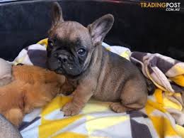 We did not find results for: Purebred French Bulldog Male Fawn Sable