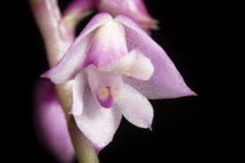 Image result for Polystachya adansoniae