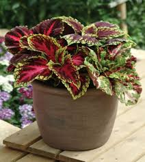 Image result for Coleus guerkei