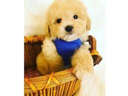 We strive to provide you with the most up to date breeder listings including the most current contact information to assist in your search. Toy Maltipoo Puppies Texas Maltipoo