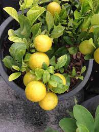 Check spelling or type a new query. Growing Lemon Trees In Containers