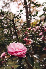 The Lost Flowers Of Kyoto Flowers Photography Wallpaper Whimsical Garden