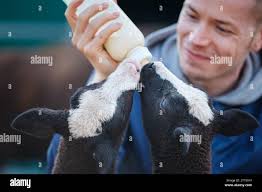 Sheep animal lamb sucking milk hi-res stock photography and images