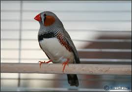 The lifespan varies to a large extent among wild and the zebra finches living in captivity. The Beginner S Guide To Looking After Zebra Finches Pbs Pet Travel