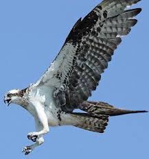 Birds Of Prey Pictures The Osprey Is A Common Bird Of Prey In Prince Edward Island They Like High Platforms Provided For Nesting Common Birds Prince Edward Island Birds Of Prey