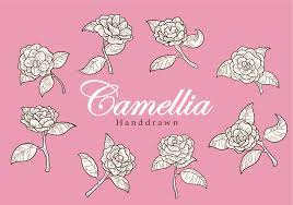 Pin On Camellia