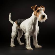 Image result for foxterier drsnosrstý