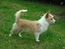 Portuguese Podengo Pequeno Puppies For Sale - AKC PuppyFinder