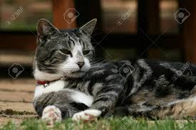 What color is my tabby cat? Black Grey And White Tabby Cat With Red Collar Laying On Garden Stock Photo Picture And Royalty Free Image Image 28957158