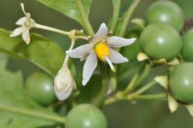 Image result for Solanum richardii