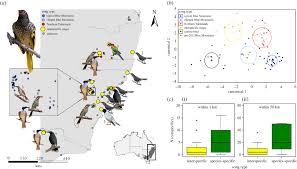 Cause you've given me the most beautiful set of wings. Loss Of Vocal Culture And Fitness Costs In A Critically Endangered Songbird Proceedings Of The Royal Society B Biological Sciences