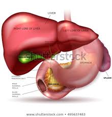 Learn vocabulary, terms and more with flashcards, games and other study tools. Liver And Spleen Diagram Trusted Wiring Diagram