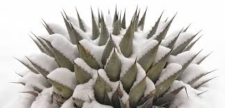 Wait to see how the cactus responds to its new shadier location. Top Cold Tolerant Desert Plants Gardening Tips Tricks