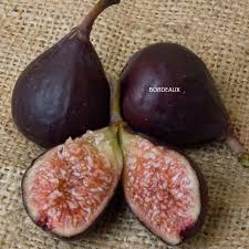 Terdapat berapa macam jenis konjungsi itu? Sinonim Dan Varietas Buah Tin Merah Ungu Cokelat Hitam Dark Colored Figs Petani Tin Karawang