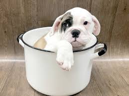 Ihg features 8 properties in lancaster which allow pets so you can bring your furry friend with you on your next trip. Victorian Bulldog Dog Male Red White 2517677 Petland Lancaster Ohio